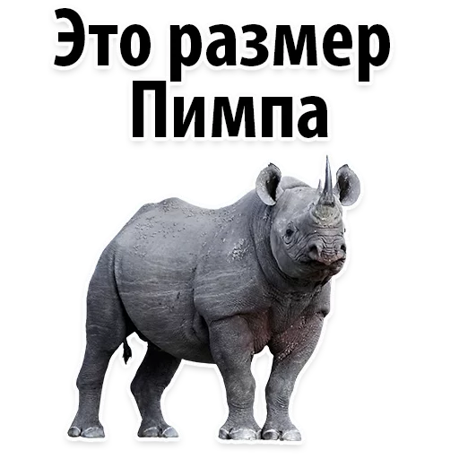 🙈 Стикер «Молодёжный сленг» для Telegram