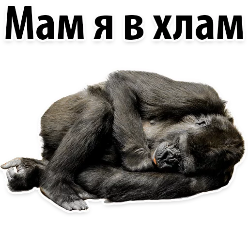 🙈 Стикер «Молодёжный сленг» для Telegram