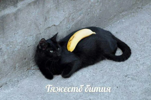 😺 Стикер «1000 и 1 це кiт» для Telegram