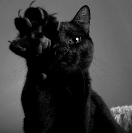 😺 Стикер «1000 и 1 це кiт» для Telegram