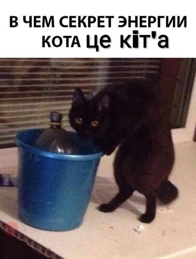 😺 Стикер «1000 и 1 це кiт» для Telegram