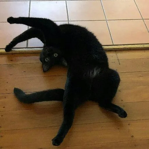 😺 Стикер «1000 и 1 це кiт» для Telegram