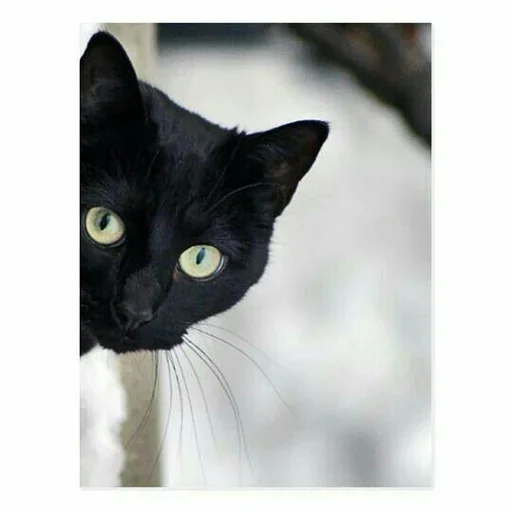 😺 Стикер «1000 и 1 це кiт» для Telegram