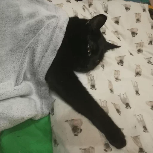 😺 Стикер «1000 и 1 це кiт» для Telegram