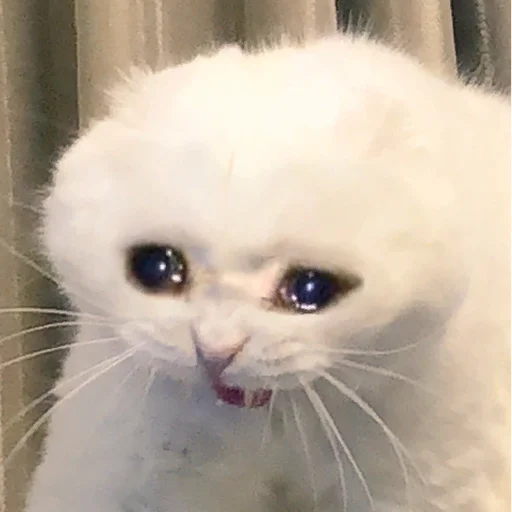 😭 Стикер «The crying cats» для Telegram