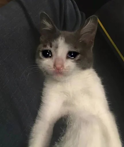 😭 Стикер «The crying cats» для Telegram