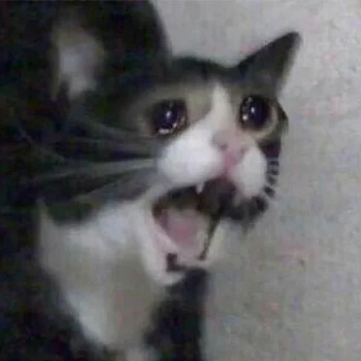 😭 Стикер «The crying cats» для Telegram