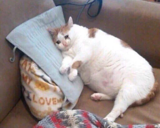 😭 Стикер «The crying cats» для Telegram