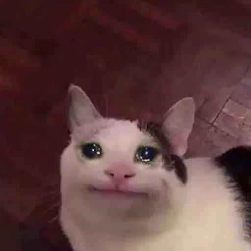 😭 Стикер «The crying cats» для Telegram
