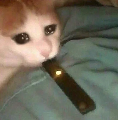 😭 Стикер «The crying cats» для Telegram