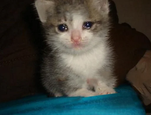 😭 Стикер «The crying cats» для Telegram