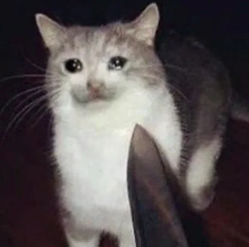 😭 Стикер «The crying cats» для Telegram