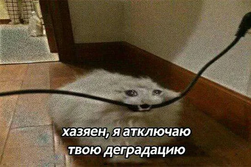 😭 Стикер «The crying cats» для Telegram