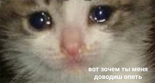 😭 Стикер «The crying cats» для Telegram