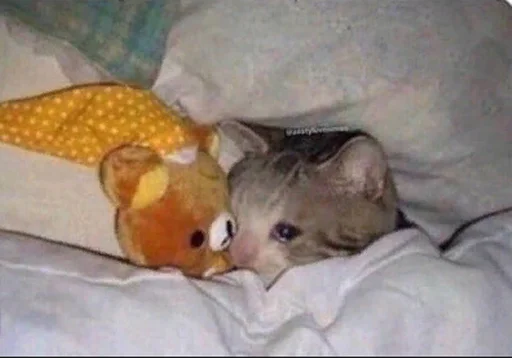 😭 Стикер «The crying cats» для Telegram