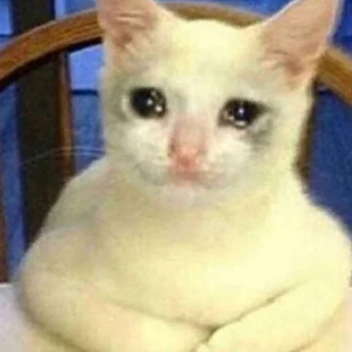 😭 Стикер «The crying cats» для Telegram
