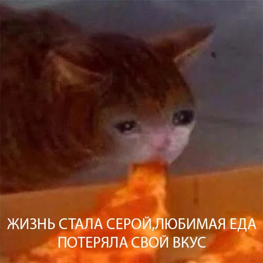 😭 Стикер «The crying cats» для Telegram