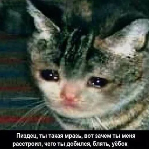😭 Стикер «The crying cats» для Telegram