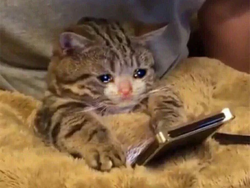 😭 Стикер «The crying cats» для Telegram