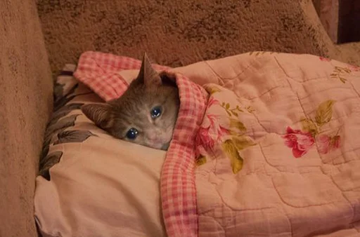 😭 Стикер «The crying cats» для Telegram