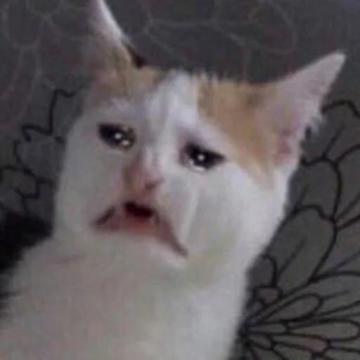 😭 Стикер «The crying cats» для Telegram