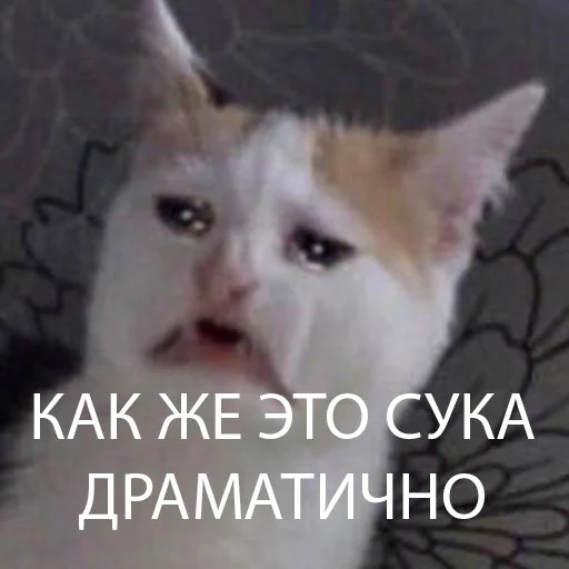 😭 Стикер «The crying cats» для Telegram