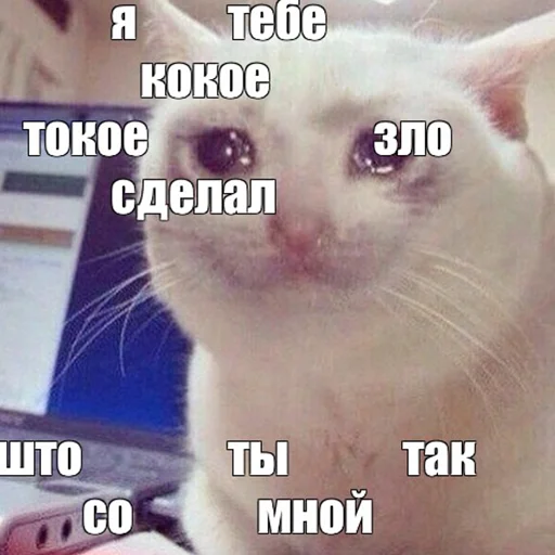 😭 Стикер «The crying cats» для Telegram
