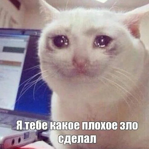 😭 Стикер «The crying cats» для Telegram
