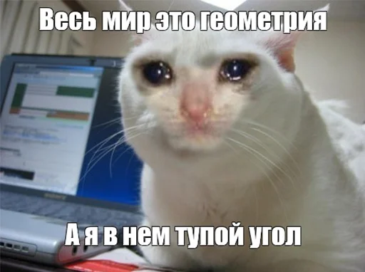 😭 Стикер «The crying cats» для Telegram