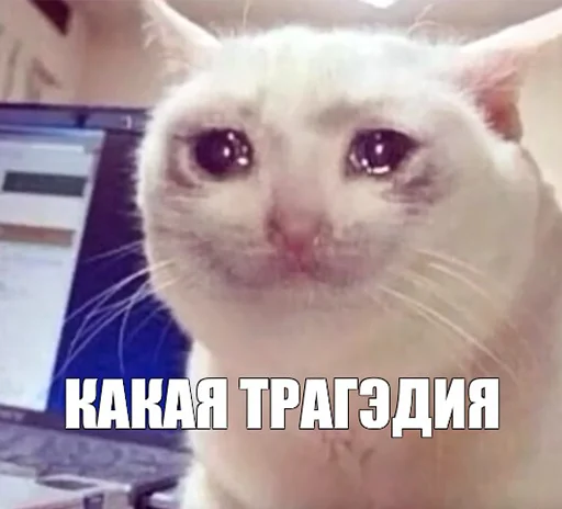 😭 Стикер «The crying cats» для Telegram