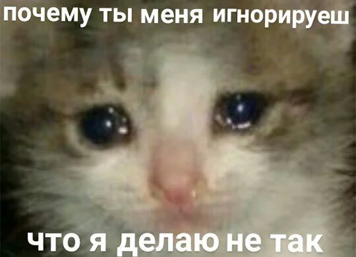 😭 Стикер «The crying cats» для Telegram