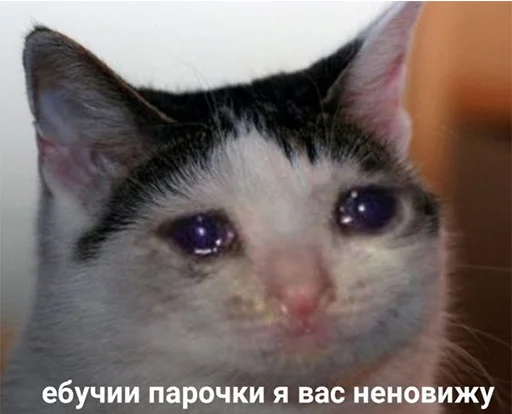 😭 Стикер «The crying cats» для Telegram