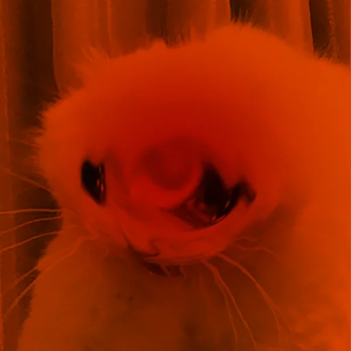 😭 Стикер «The crying cats» для Telegram