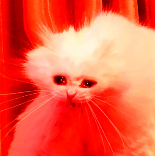 😭 Стикер «The crying cats» для Telegram