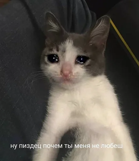 😭 Стикер «The crying cats» для Telegram