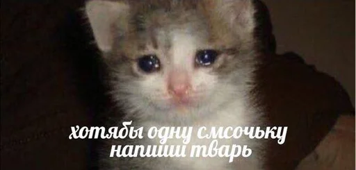 😭 Стикер «The crying cats» для Telegram
