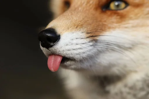 😛 Стикер «Cunning Fox (razoleg)» для Telegram