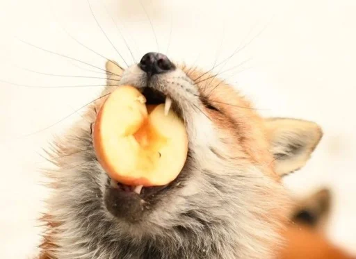 🍎 Стикер «Cunning Fox (razoleg)» для Telegram
