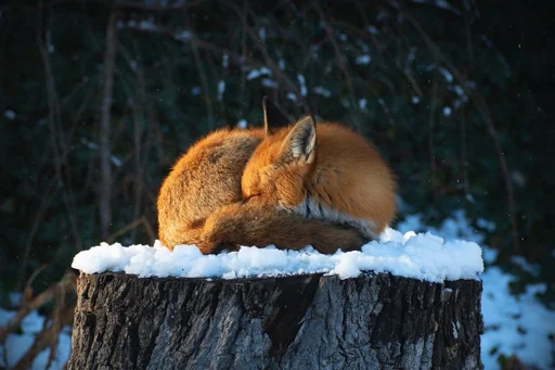 😴 Стикер «Cunning Fox (razoleg)» для Telegram
