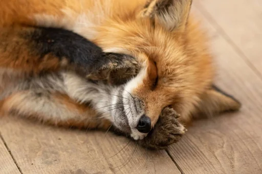 ☺️ Стикер «Cunning Fox (razoleg)» для Telegram