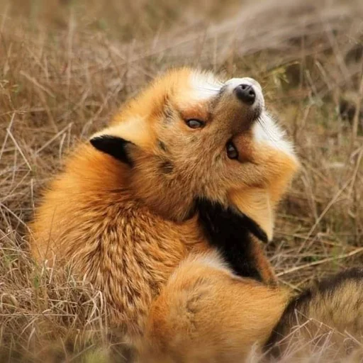 🙃 Стикер «Cunning Fox (razoleg)» для Telegram