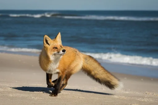 🌊 Стикер «Cunning Fox (razoleg)» для Telegram