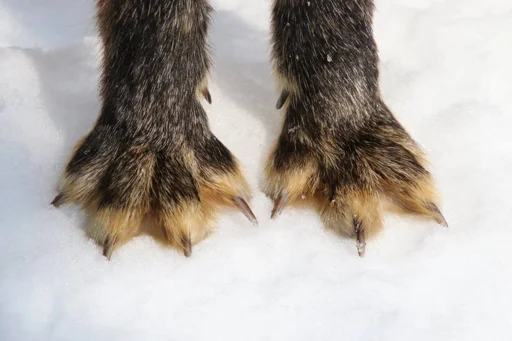 🖐 Стикер «Cunning Fox (razoleg)» для Telegram