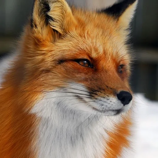 🦊 Стикер «Cunning Fox (razoleg)» для Telegram