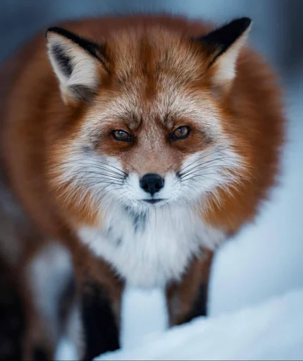 😡 Стикер «Cunning Fox (razoleg)» для Telegram