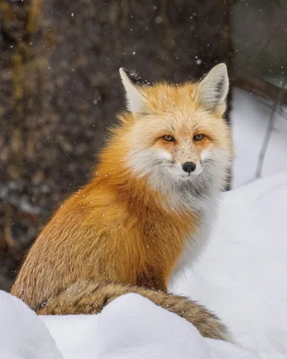 😐 Стикер «Cunning Fox (razoleg)» для Telegram