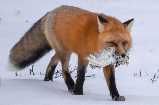 👍 Стикер «Cunning Fox (razoleg)» для Telegram
