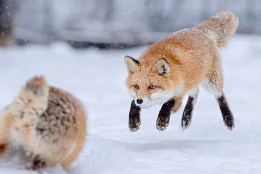 ⚔️ Стикер «Cunning Fox (razoleg)» для Telegram