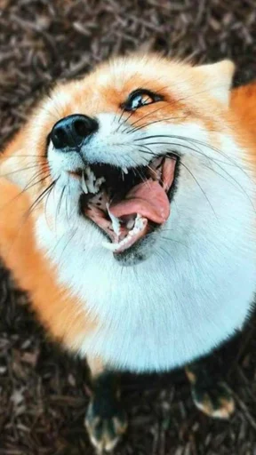 😜 Стикер «Cunning Fox (razoleg)» для Telegram