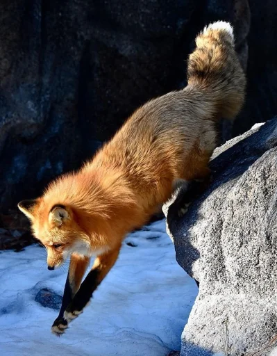 🤺 Стикер «Cunning Fox (razoleg)» для Telegram
